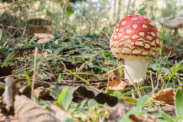 Amanita muscaria  z owadem na kapeluszu. © Achondryt