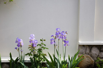 Beautiful blooming iris.