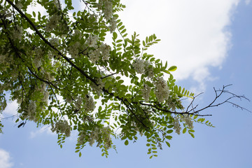 Blue sky and branches of tree.