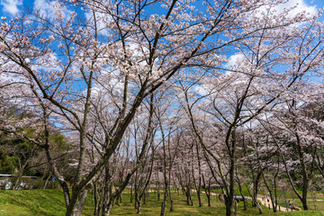卯辰山公園四百年の森