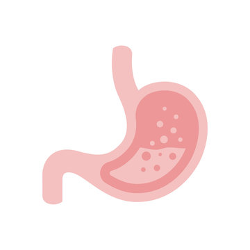 vector illustration of stomach and intestine digestions