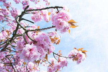 Flowering sakura trees against the sky