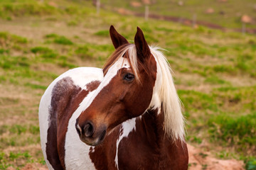 Fototapeta premium Cavalo IMG_0694