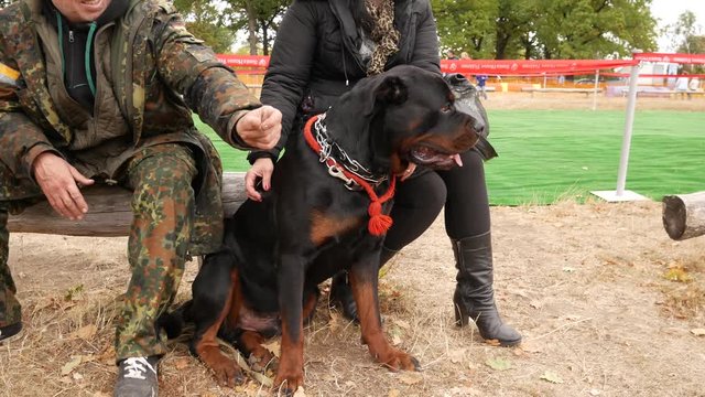 A young Rottweiler dog is sitting at the feet of its owners. The owner pats the dog on the head. There is a red leash and a metal collar on the neck of the Rottweiler. The dog breathes, a red tongue a