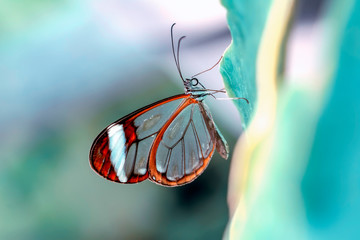 Glasswing Butterfly (Greta oto) in a summer garden