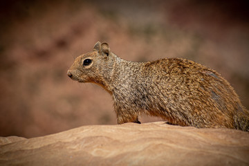 Squirrel, Bryce Canyon