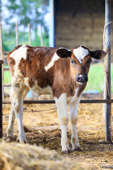 Newborn baby cow,Young dairy calf,Brown and white calf on the farm