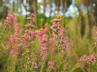 Blumen, Hintergrundbild