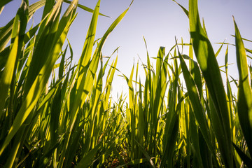 Green summer grass bottom view on sky and sun. Morning Dew on Grass at Spring.  Natural Spring Background