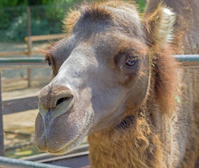 Portrait of Camel