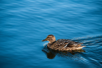 Nice young duck sweeming on lake water blue nature birds summer