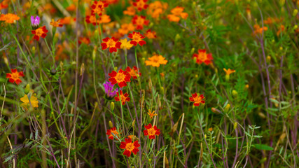 autumn floral background of small red yellow flowers marigolds