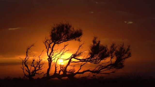 haloxylon tree on orange sunset background