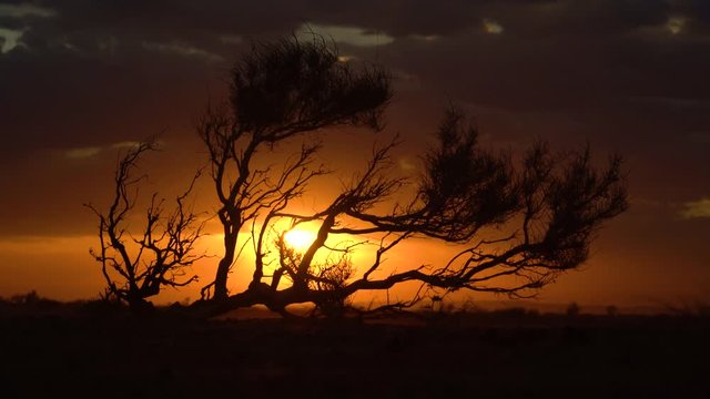 haloxylon tree on orange sunset background