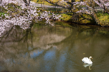 春の大池　奥卯辰山健民公園