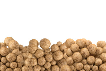 brown shimeji mushroom border isolated on white background