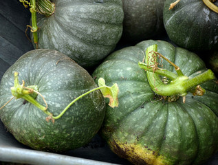 Harvest of organic pumpkin.
