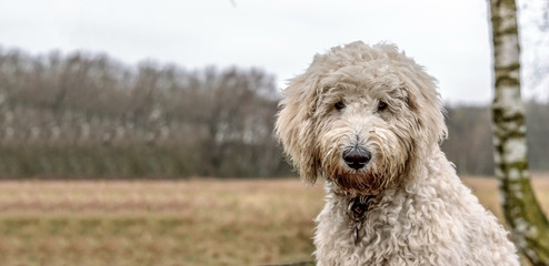 Goldendoodle