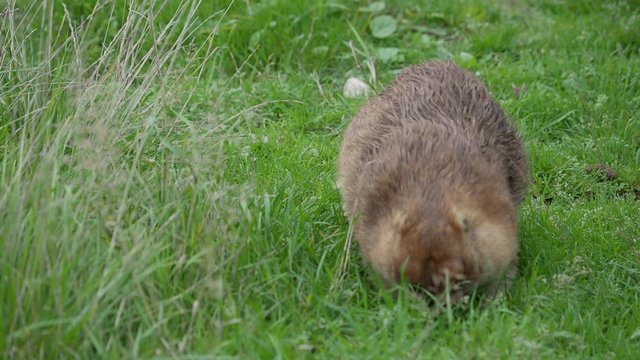 Bobak marmot, Marmota bobak nibbles grass on the field. Summer evening.