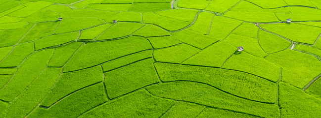 Top aerial view of agriculture in rice fields for cultivation. Natural the texture for background....