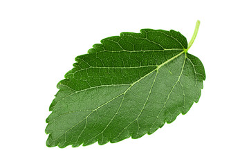 Fototapeta na wymiar Mulberry leaf closeup