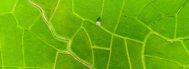 Top aerial view of agriculture in rice fields for cultivation. Natural the texture for background. Banner background.