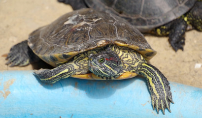 family of beautiful turtles in the zoo