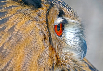 Vintage photo of owl
