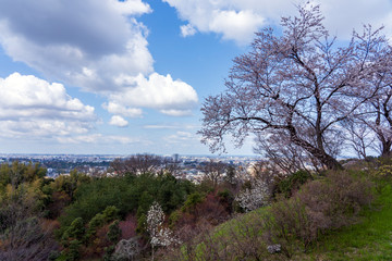 桜が咲く春の卯辰山・見晴らし台からの眺め