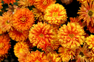 texture bouquet of freshly picked orange chrysanthemum