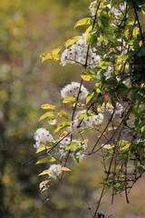 Branches Clematis with the seeds in the fall