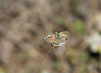 Butterfly Grass skippers (Spialia sp.) on a blade of grass