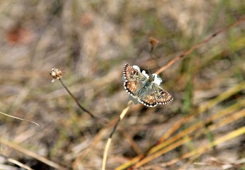 Butterfly Grass skippers (Spialia sp.) on a blade of grass