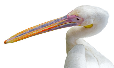 portrait of a beautiful Pelican