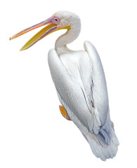 the beautiful Pelican