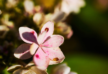 Obraz premium Dead flower with white and slightly pink colouring and a long pollen stem hanging out, cruel, death, sad, abstract