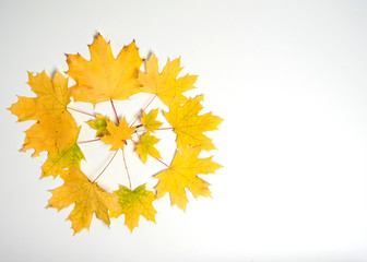  Autumn composition. The round pattern is made of maple branches with yellow leaves on a white background.
