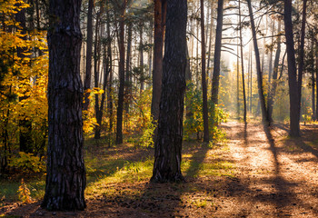 Fototapeta premium Forest. Beautiful autumn morning. The sun's rays play in the branches of trees.