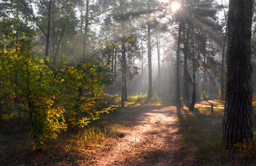 Obraz premium Forest. Beautiful autumn morning. The sun's rays play in the branches of trees.