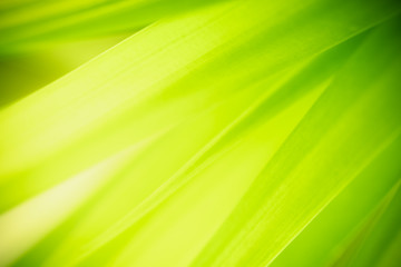 Nature of green leaf in garden at summer. Natural green leaves plants using as spring background cover page greenery environment ecology wallpaper