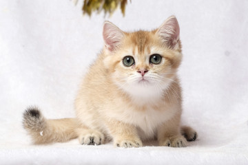 The British Shorthair Cat in room