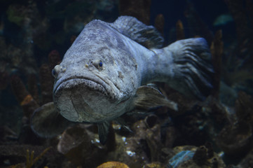 Naklejka na ściany i meble Large gray fish in the tank