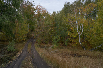 A quiet autumn dawn over the lake in sunlight. The birches were covered with Golden leaves.