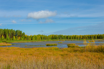 Forest on the lake in summer.