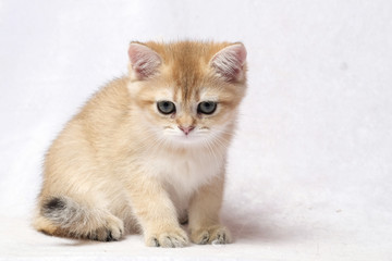 The British Shorthair Cat in room