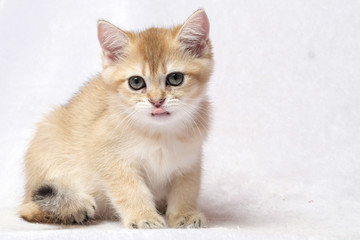 The British Shorthair Cat in room