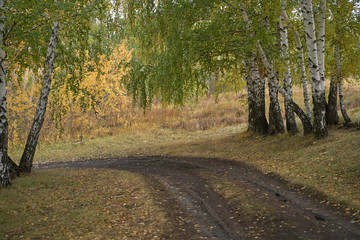 A quiet autumn dawn over the lake in sunlight. The birches were covered with Golden leaves.