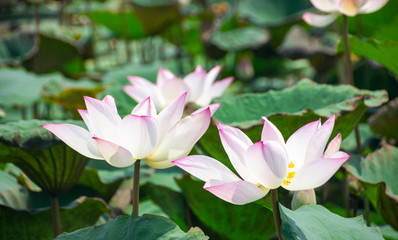 Fototapeta premium Lotus flowers bloom in the swamps