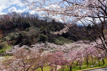春うららお花見イメージ　卯辰山公園四百年の森