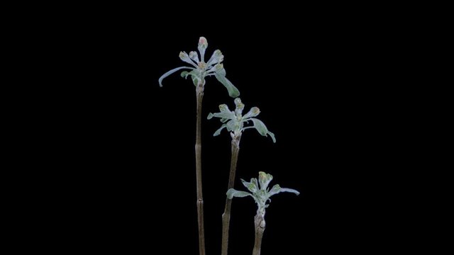 Time-lapse of blooming pear branch 3x1 in PNG+ format with ALPHA transparency channel isolated on black background
